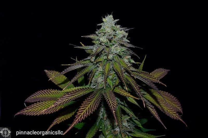 Slick Rock Kush