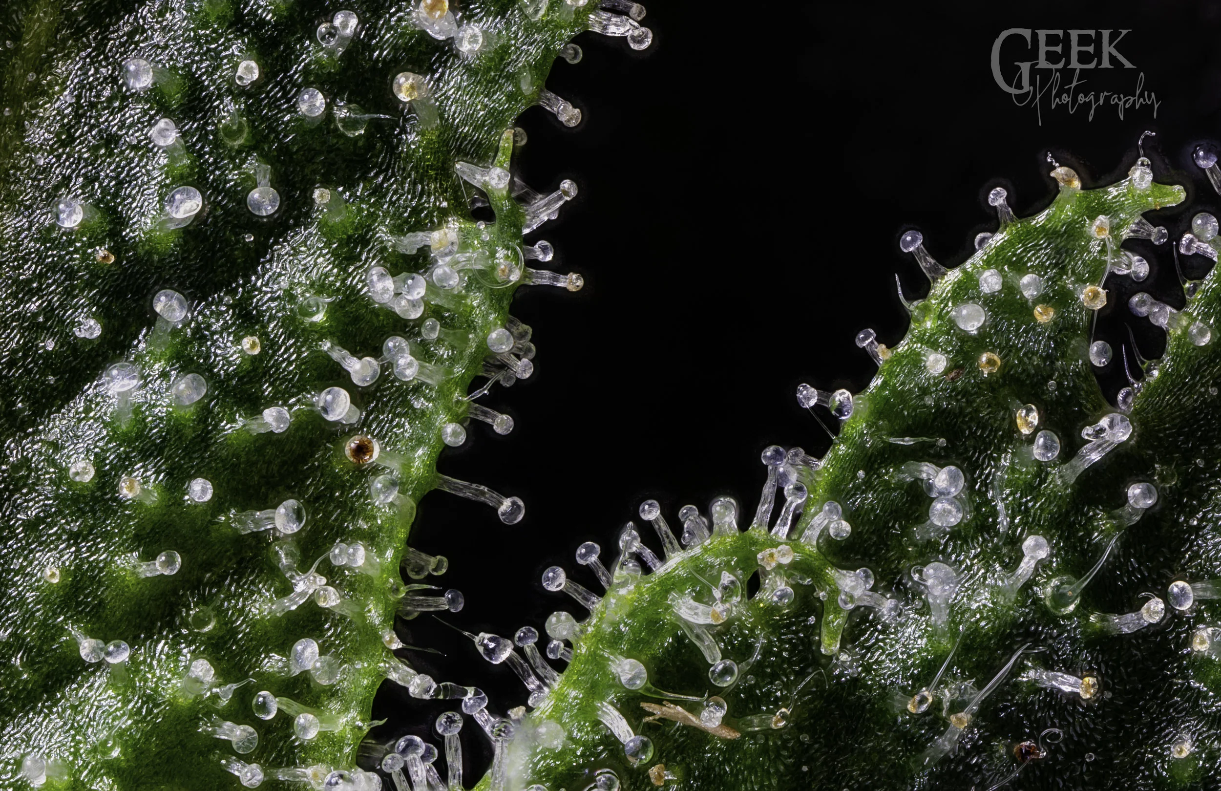 Zkittlez - Live trichome at 5x.jpg