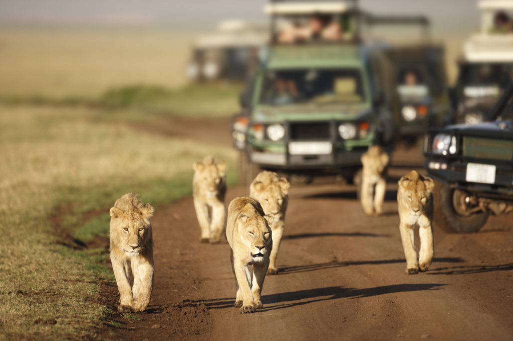 Kenya-Safari-Tours-Safety-Measure-while-on-Safari-1024x682.jpg
