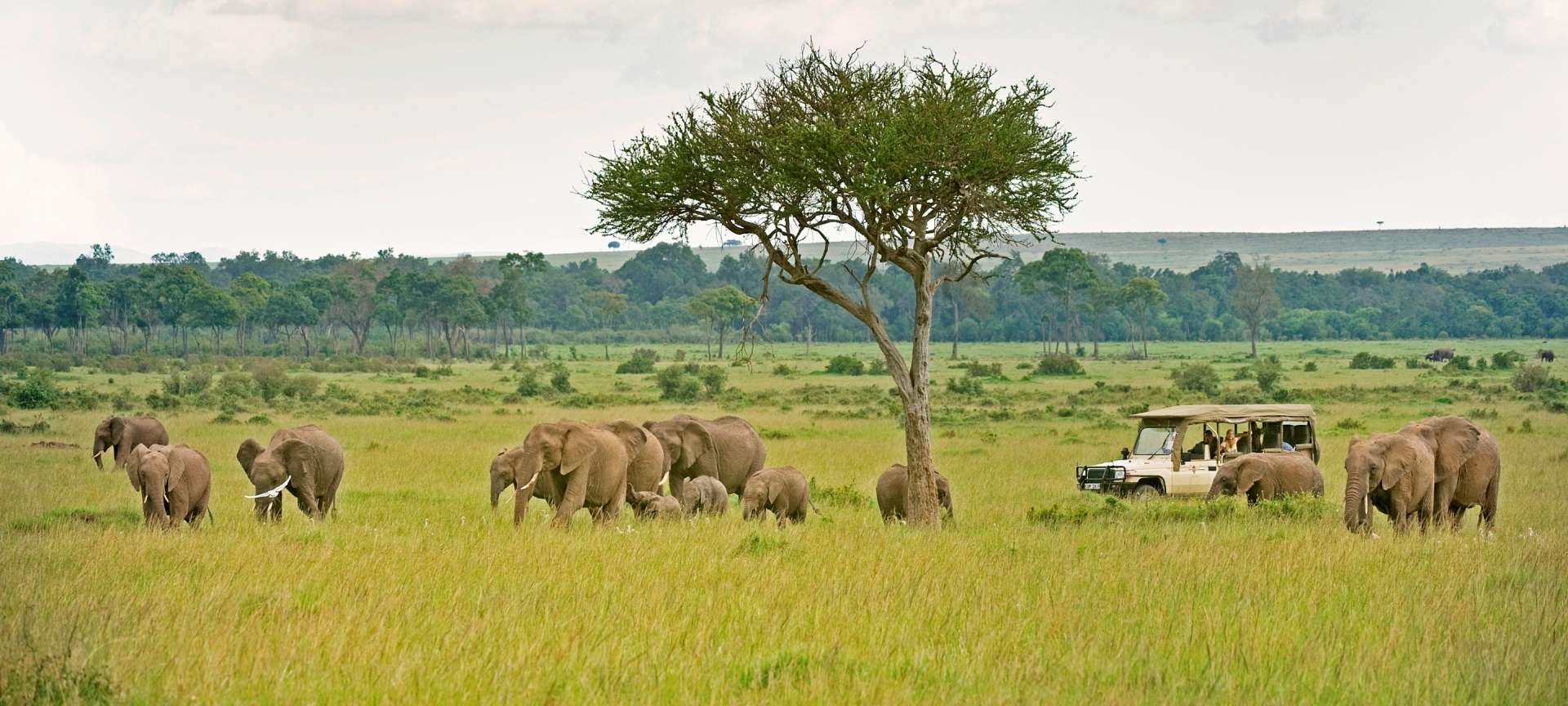 olonana_camp-olonana_elephant_2__1920x864_Masai_mara.jpg