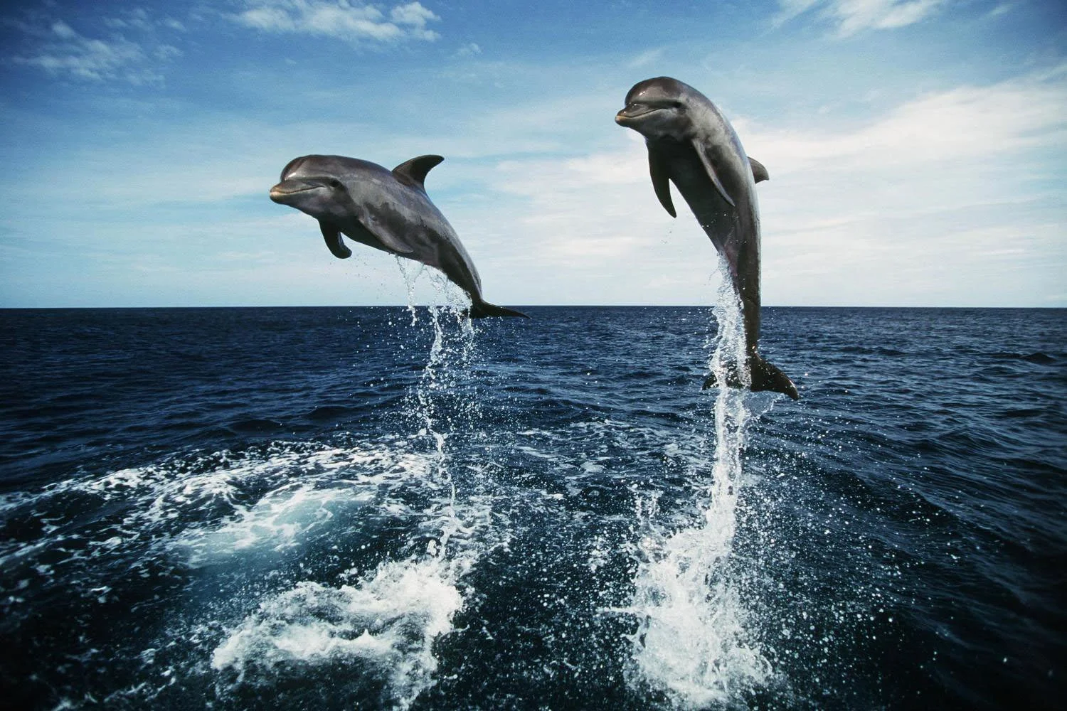 dolphin-768x473.png