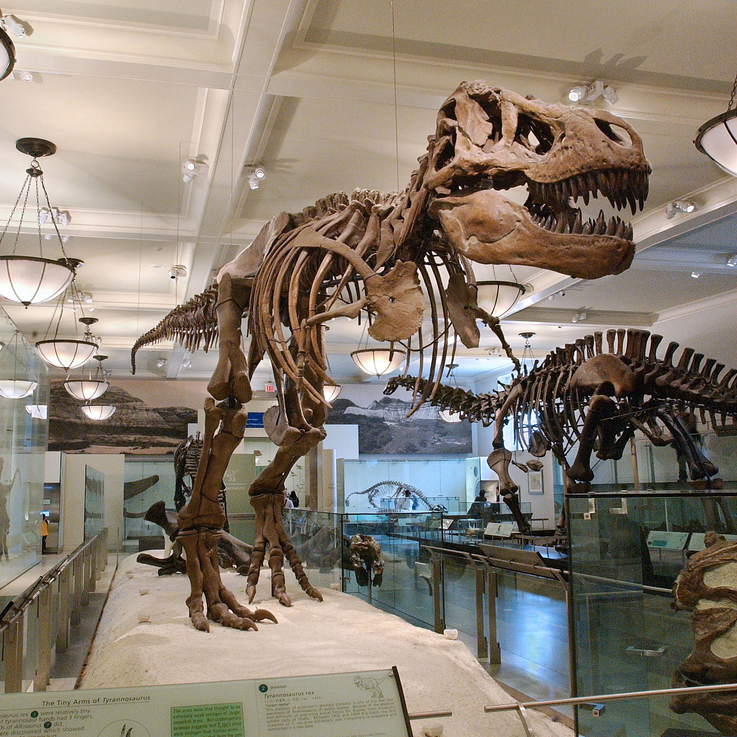 American Museum of Natural History (Manhattan, NY)