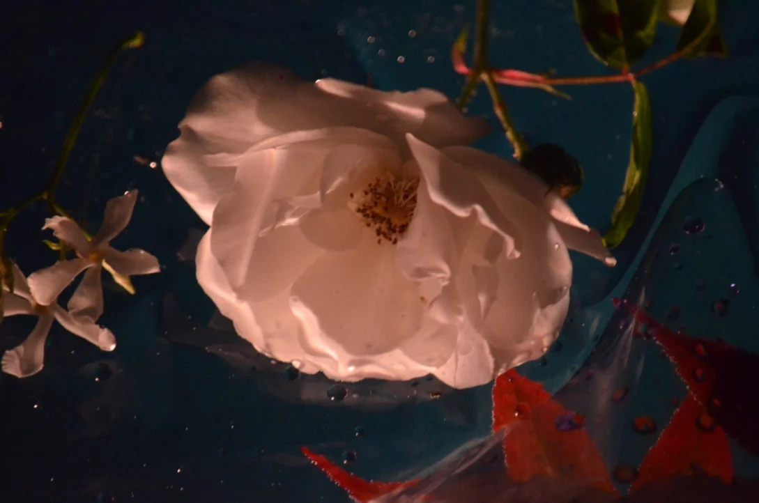  2017, Series 10 photos 