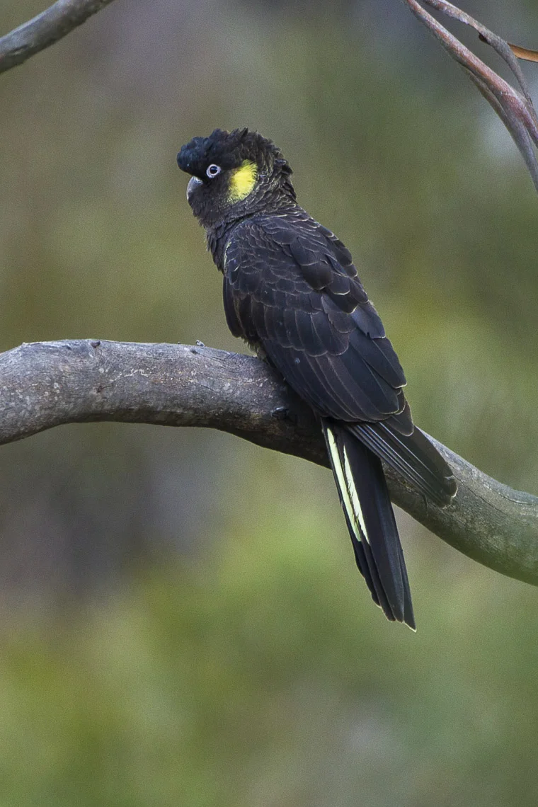 Native Wildife — Sisters Beach Tasmania