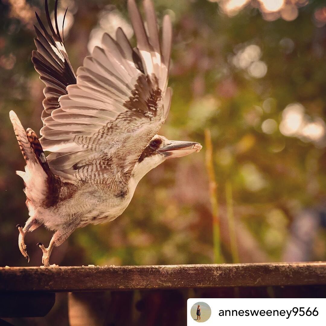 Beautiful shot 📷 @annesweeney9566 Red Shed Photography #kookaburra #birds #birdsofaustralia #sistersbeach #discovertasmania #tasmaniasnorthwest #instatasmania #visittasmania #seetasmania @instatasmania @stanleyandtarkine @birdsofaustralia @tasmaniag