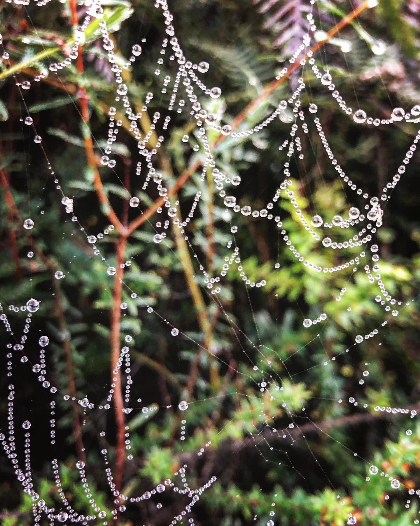 #rockycapenationalpark
#critters
#nationalpark
#spiderwebs
🍃🕷