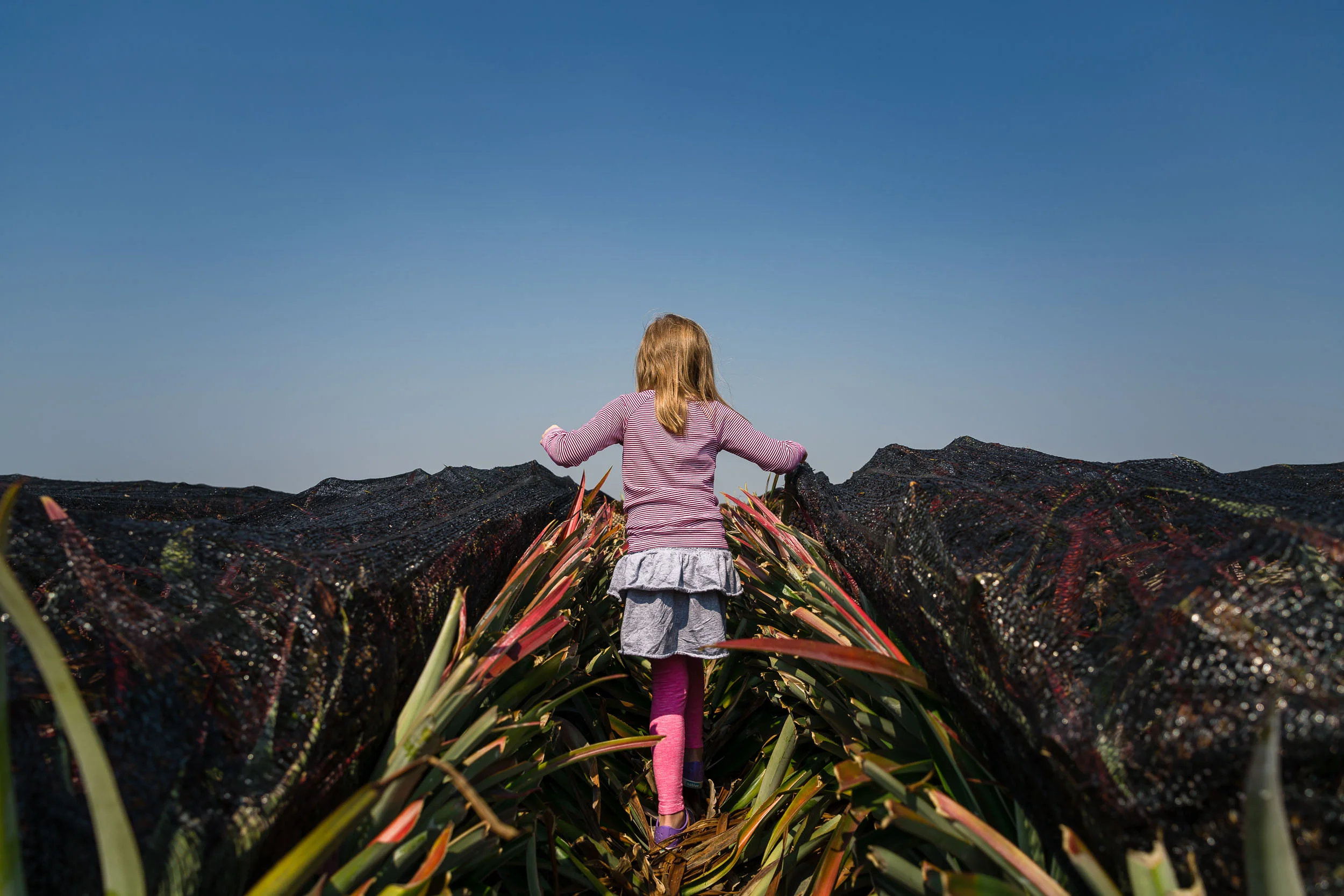 symetric_image_of_girl_walking_through_pineapple_field_Personal_portfolio_by_rebecca_hunnicutt_farren.jpg