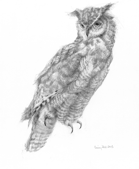 Great Horned Owl #2