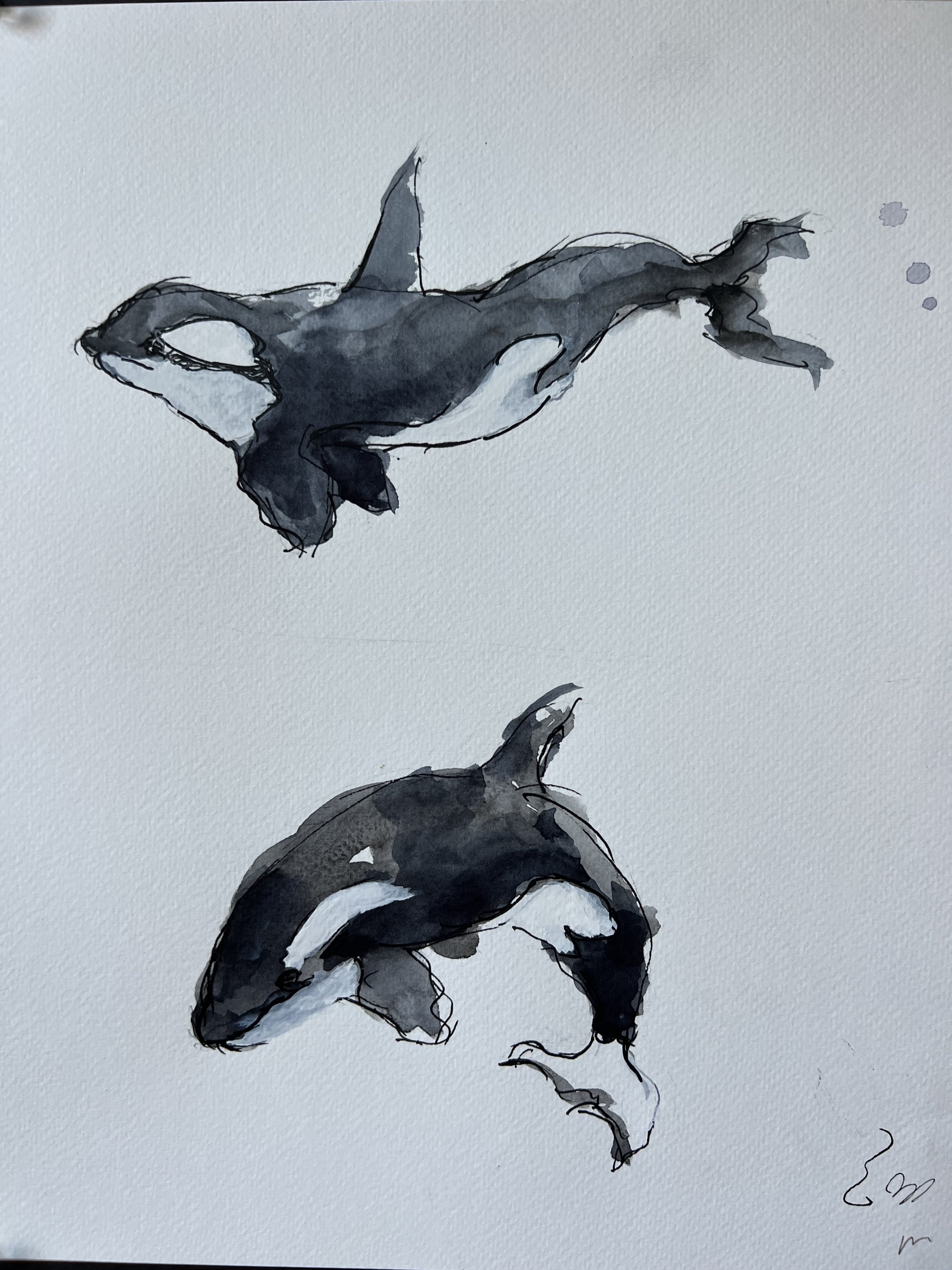 2 Orcas Playing
