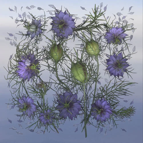 love-in-a-mist.jpg