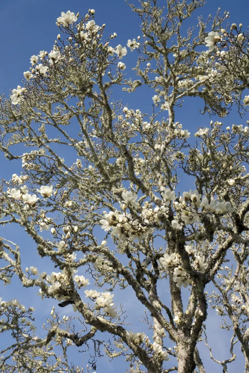 magnolia.jpg