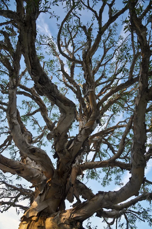 richard and robert's tree.jpg