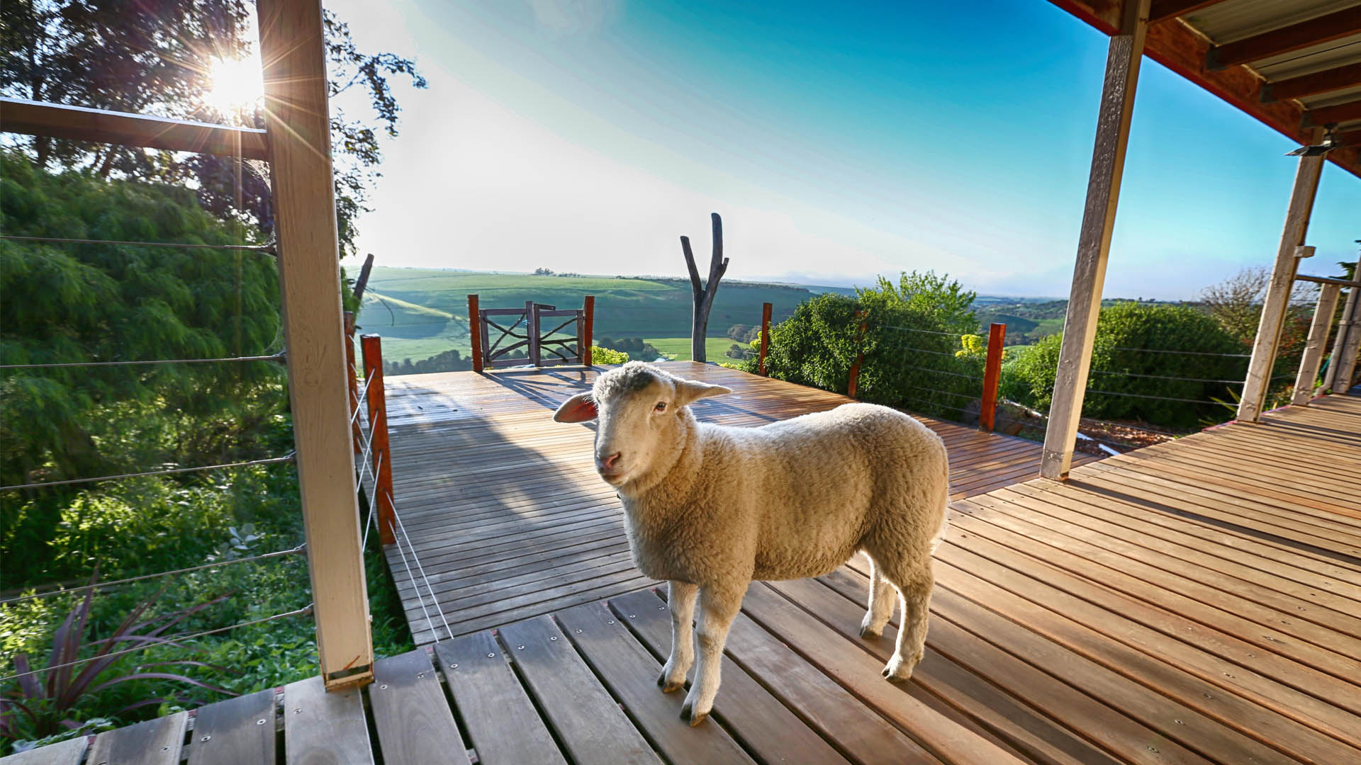 Farm Stay porch with lamb.jpg
