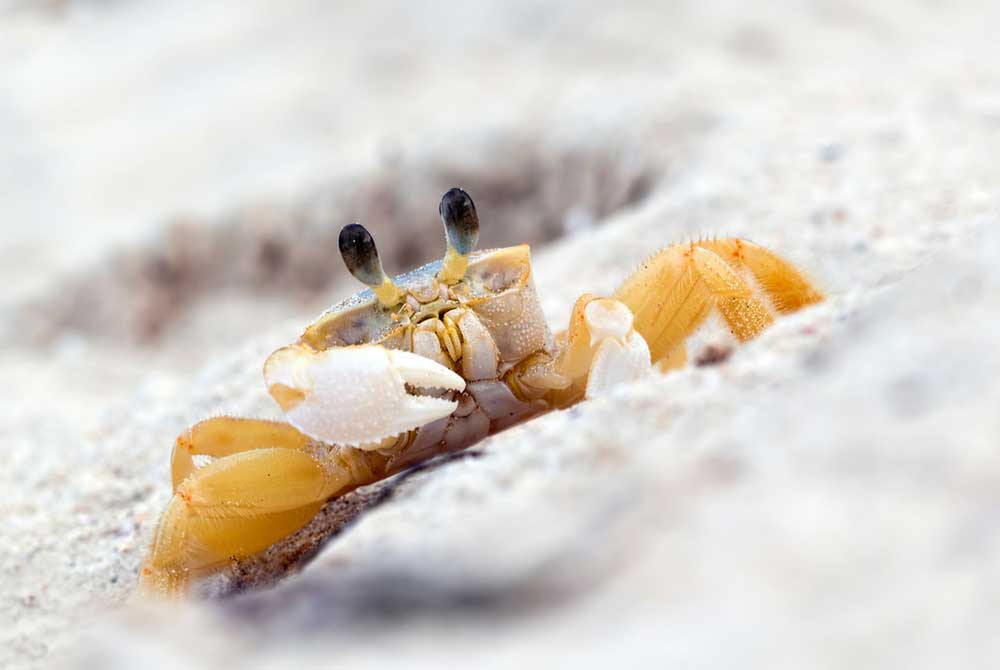 Things You Didn’t Know About Ghost Crabs
