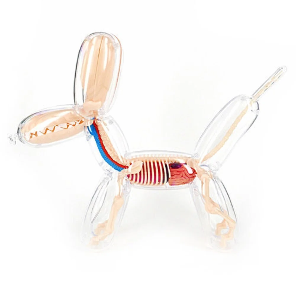 118. Anatomical Balloon Dog Transparent - Jason Freeny