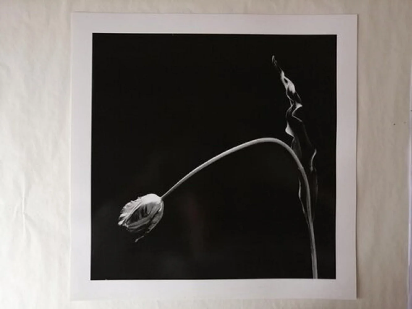16. Tulip - Robert Mapplethorpe
