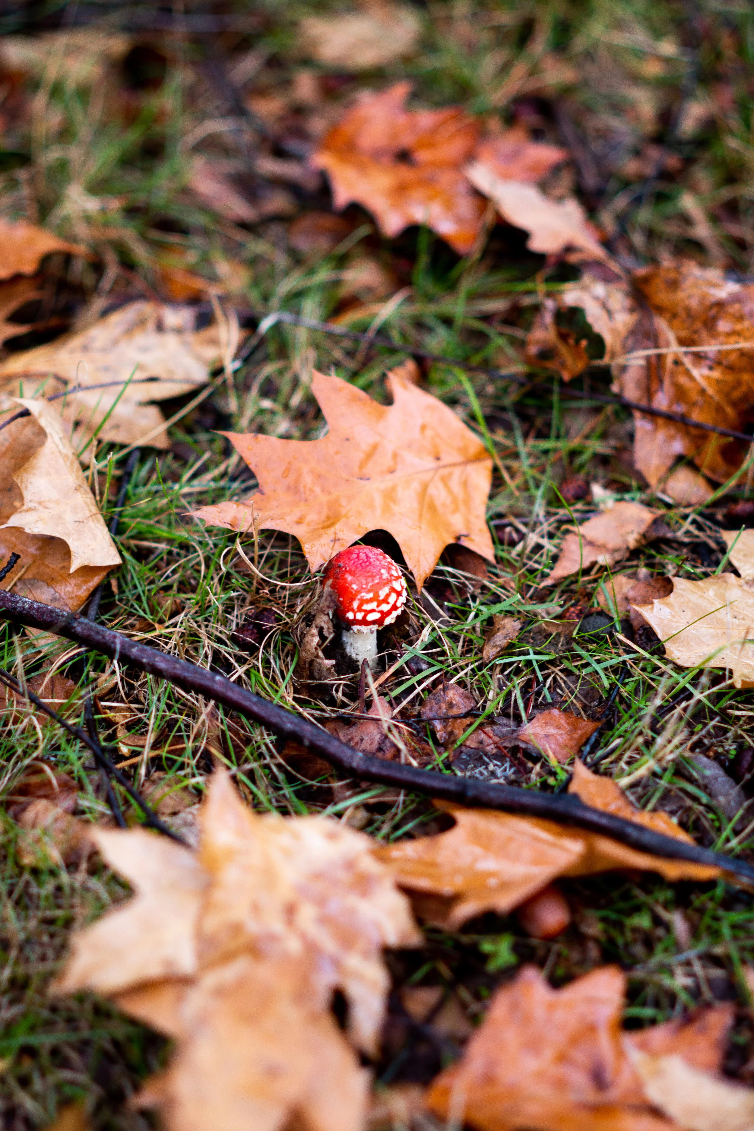 Natural Autumn Wedding