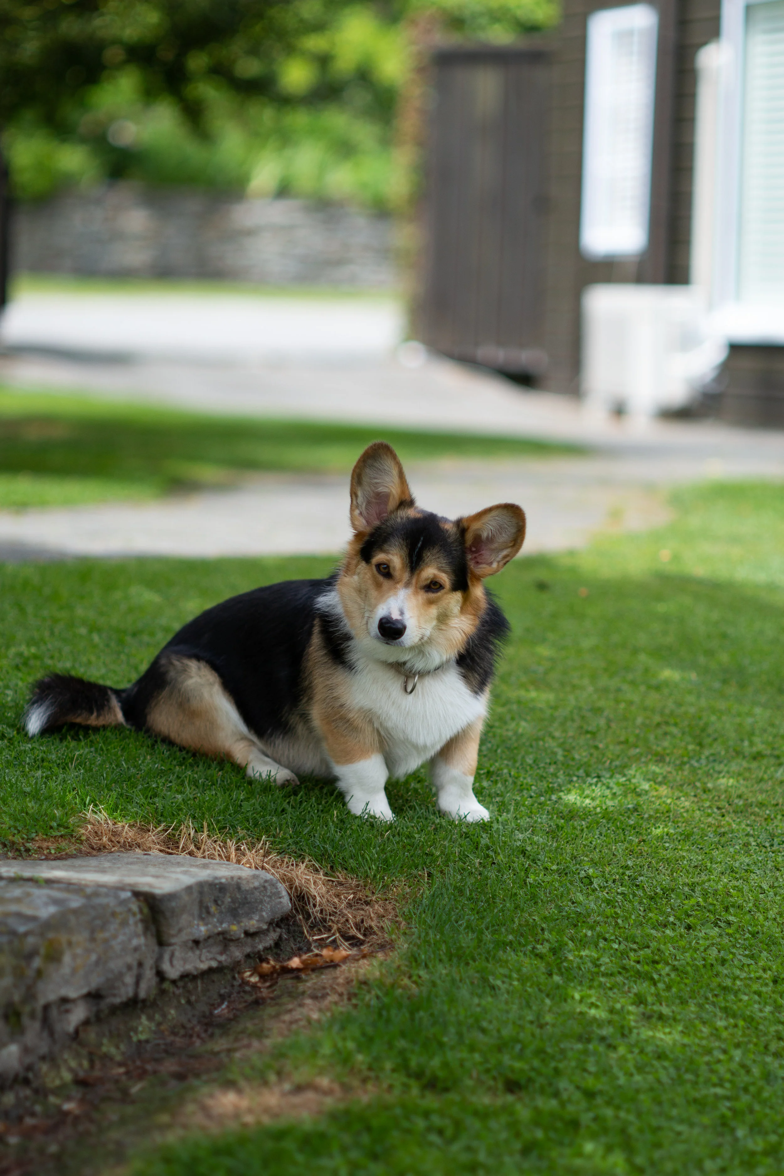 gorgeous corgi at trelawn place