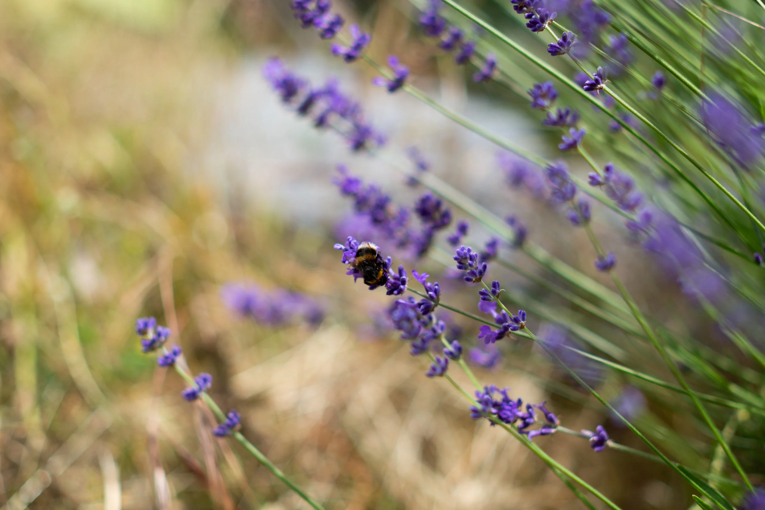 A bumblebee on lavender, wedding day details trelawn place