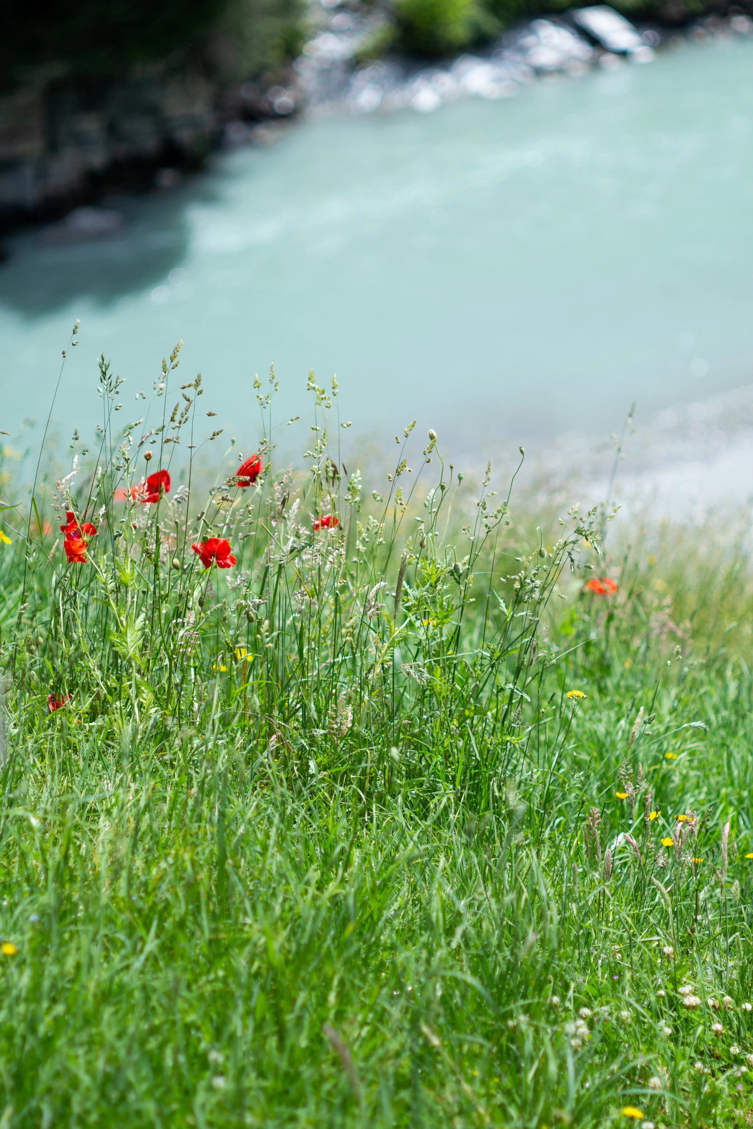 Wild poppies growing above the shotover river