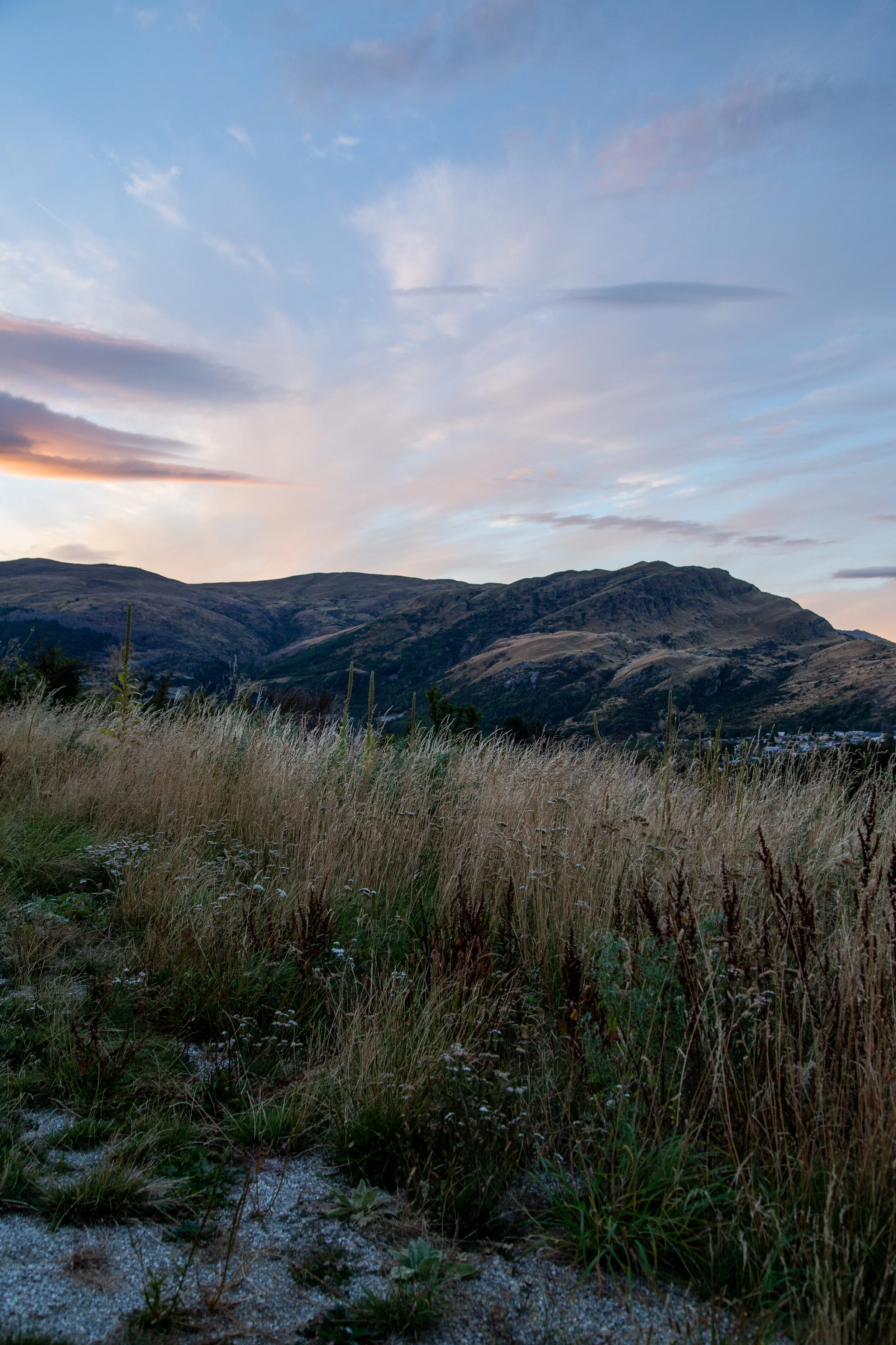 Wild Summer Flowers in Queenstown, NZ