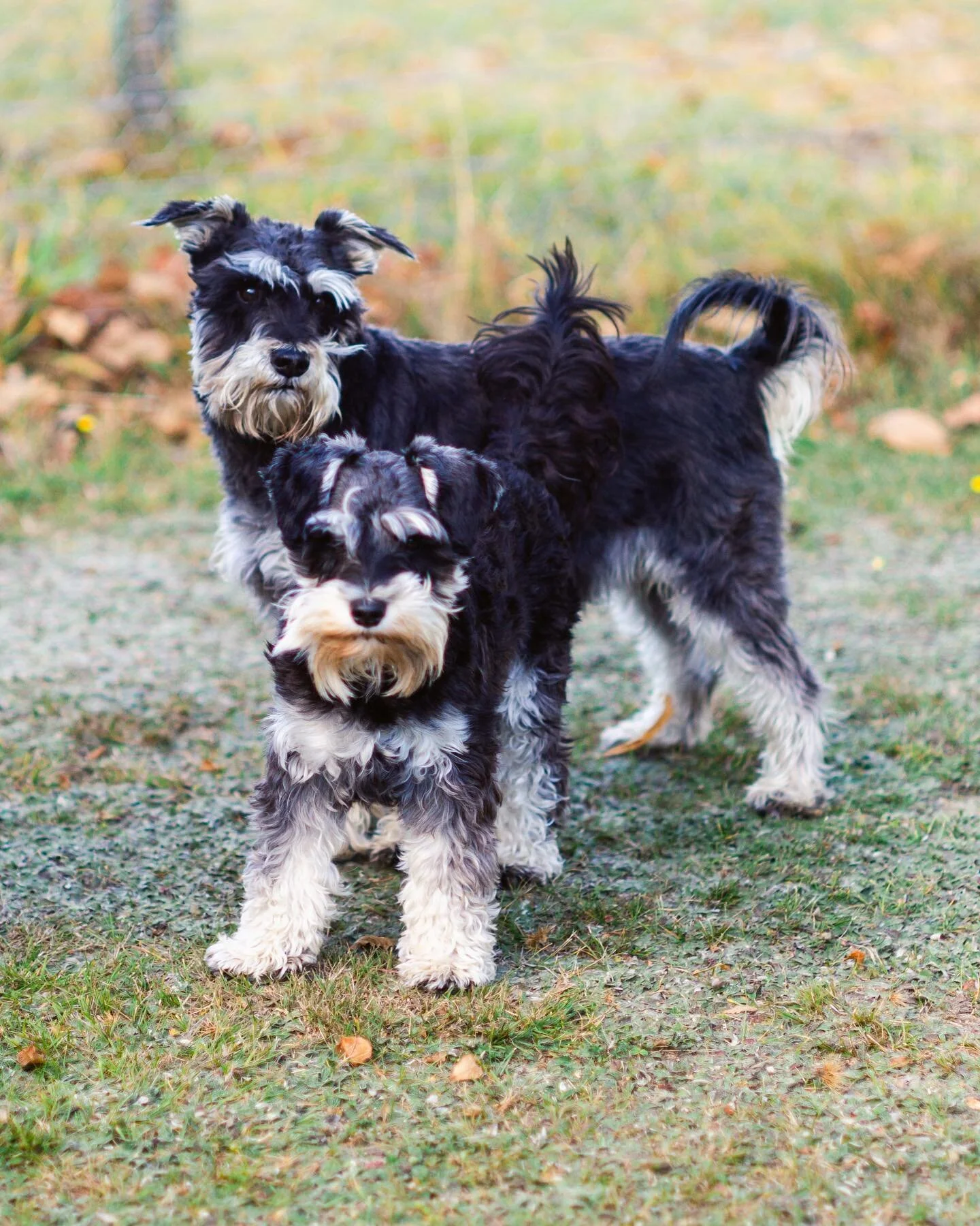 &ldquo;Every dog&rsquo;s soul is a spirit that gives unconditional love, endless joy, and forever loyalty.&rdquo; &ndash; Siewli Stark

Capturing the essence of autumn with two adorable schnauzer dogs frolicking in the colourful leaves as a moment I 