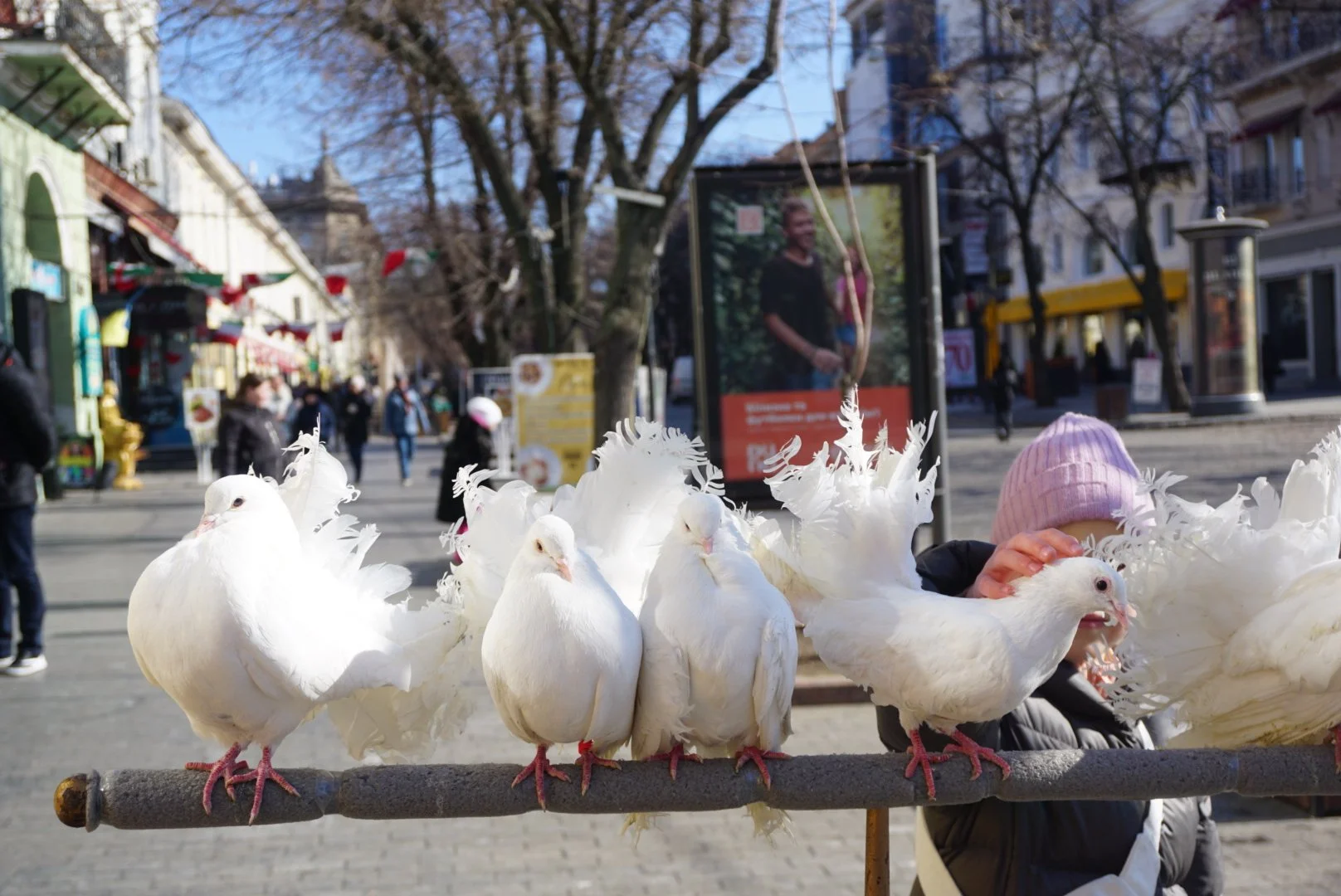 PIGEONS.JPG
