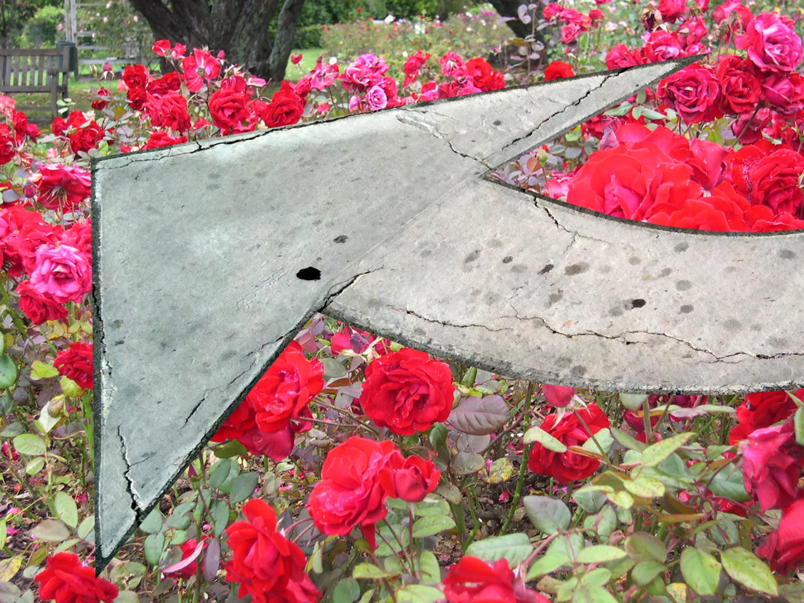 red roses WHITE ARROW.jpg