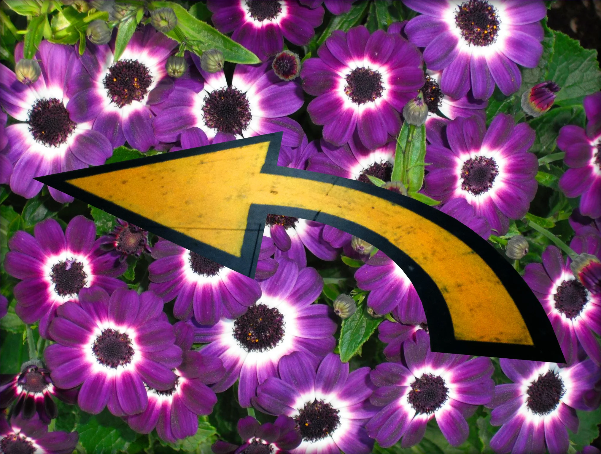 purple flowers yellow arrow.jpg