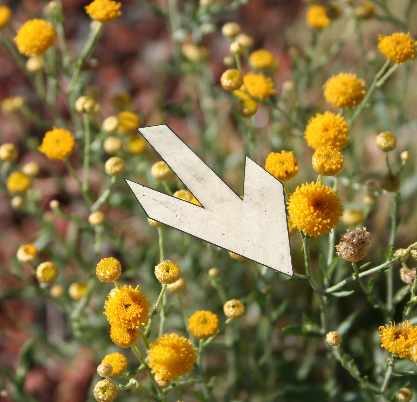 small yellow flowers white arrow.jpg