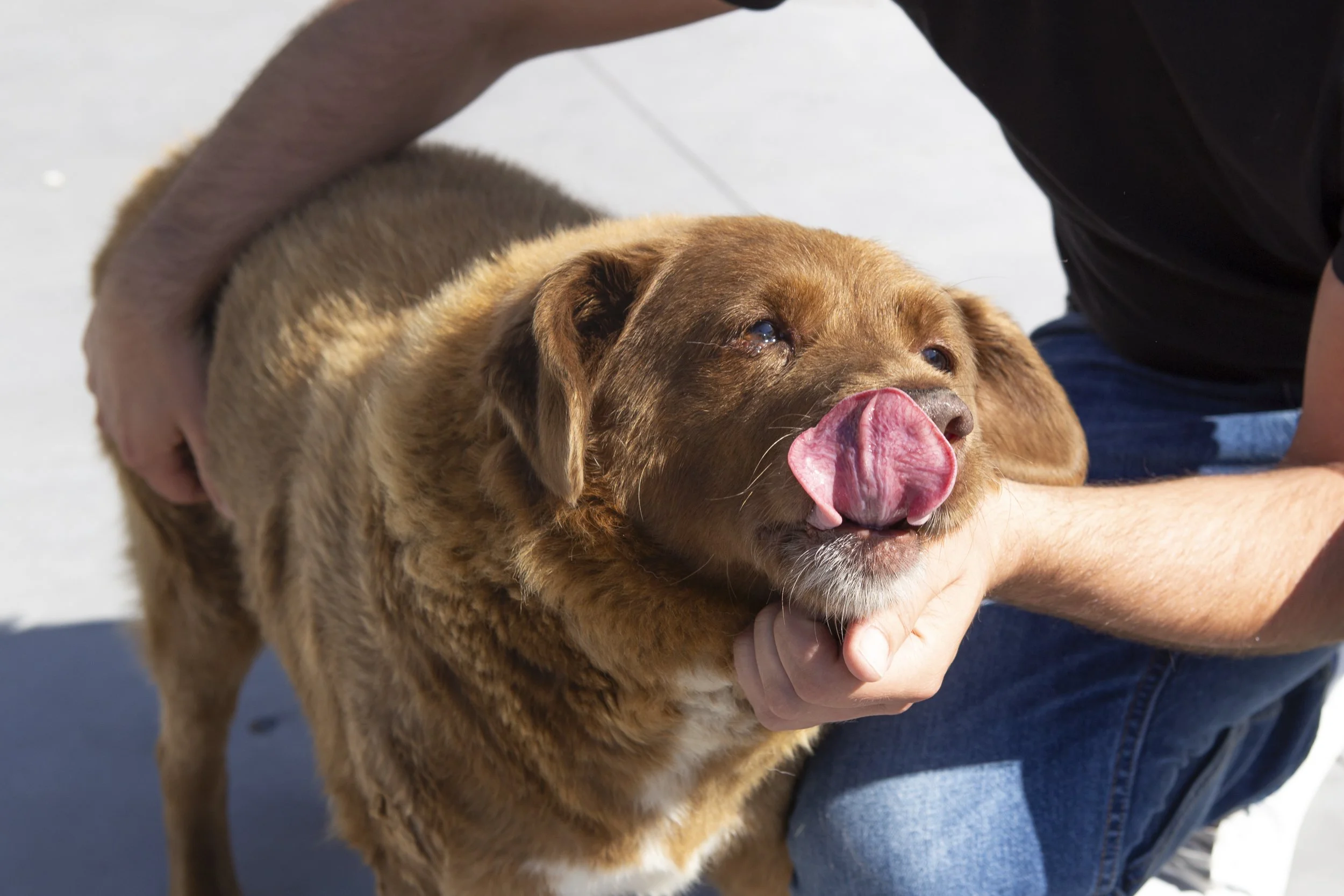   Bobi holds the Guinness World Record for the oldest living dog 