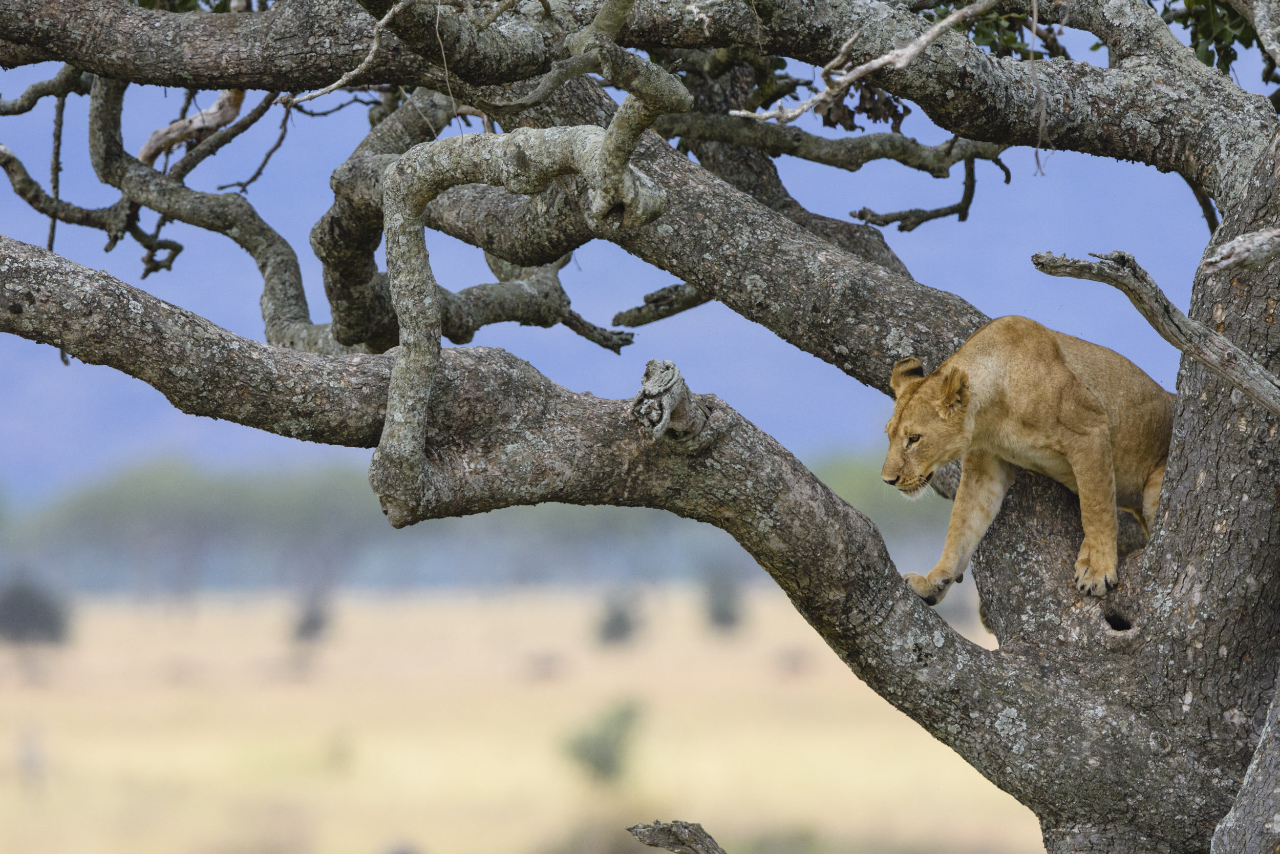 Suitably chastened, she moves onto greener pastures - namely the other side of the tree.