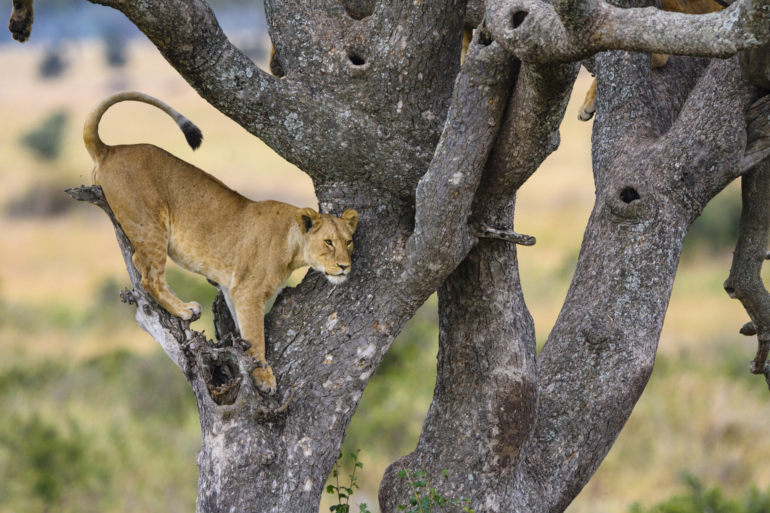 The last Lioness is stuck. The tree is full of irritable sleepy Lionesses. She attempts to find a way up but every avenue is blocked off by a slumbering body