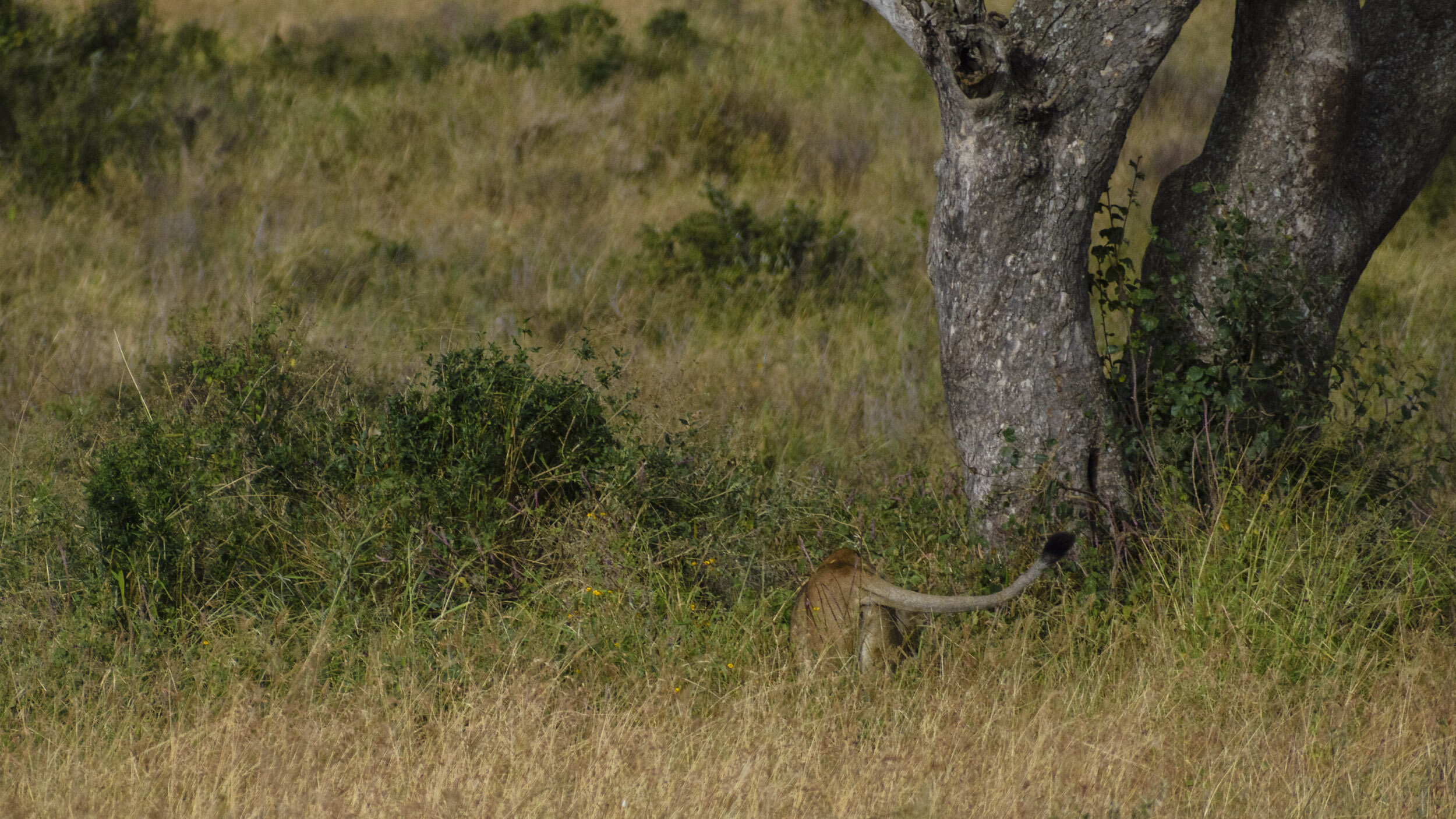 We came upon this pride of Lionesses in the early hours of the morning. They were sprawled around in the high grass just off the road. Pretty soon, irritated by the flies, one Lioness broke off and wandered over to this tree.
