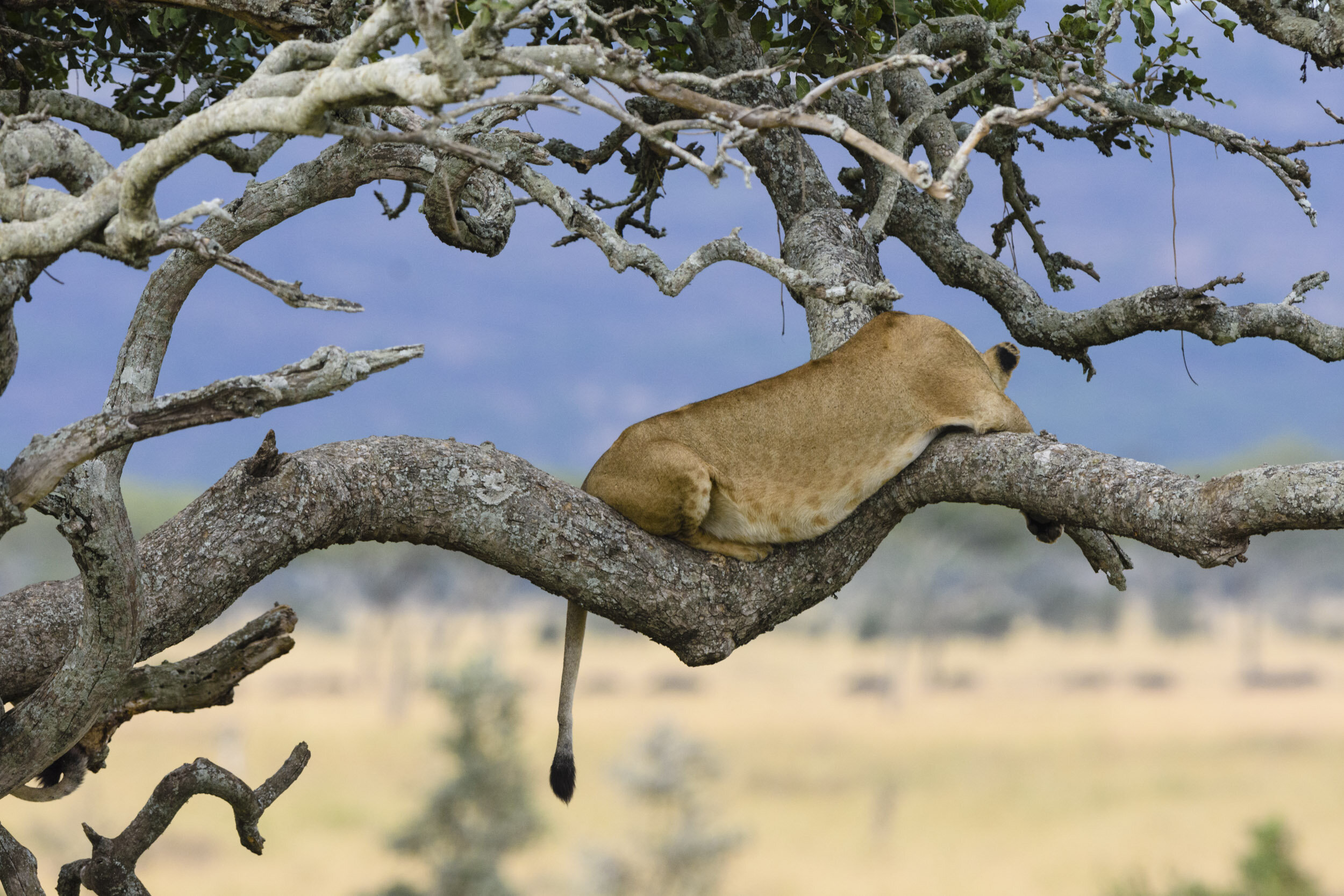 The early bird may catch the worm, but the early lions find the most comfortable spot…for a nap.