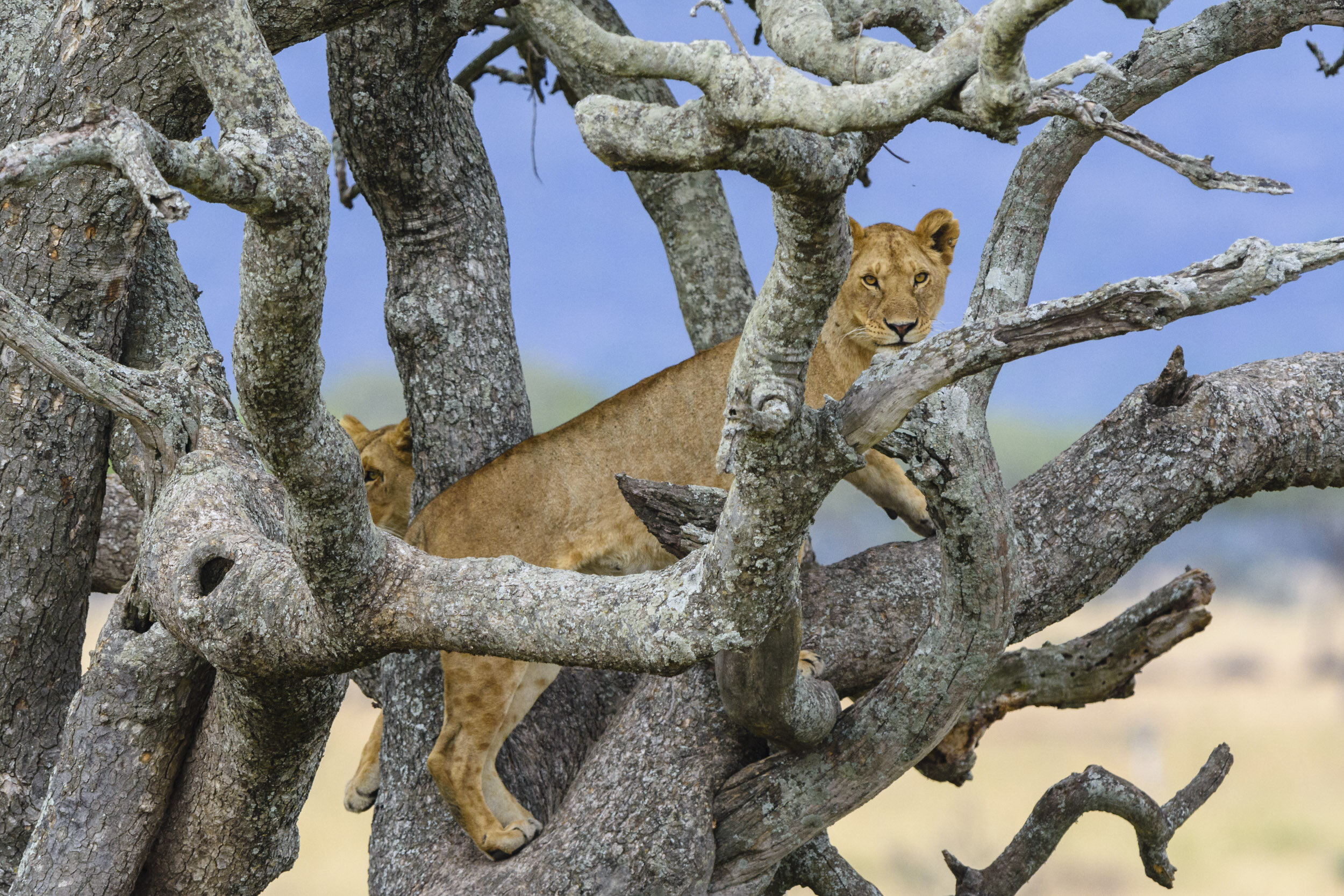 Pretty soon, another Lioness joined her