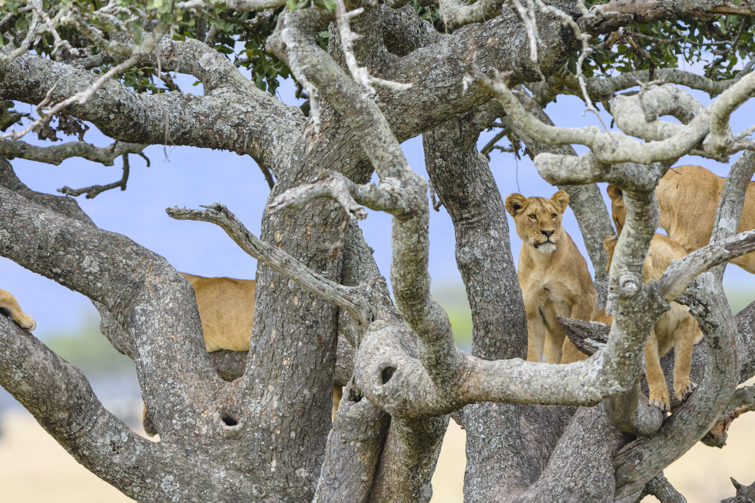 Restless, uncomfortable, she tries to move around, over, onto the other Lionesses. Which earns her an exasperated look