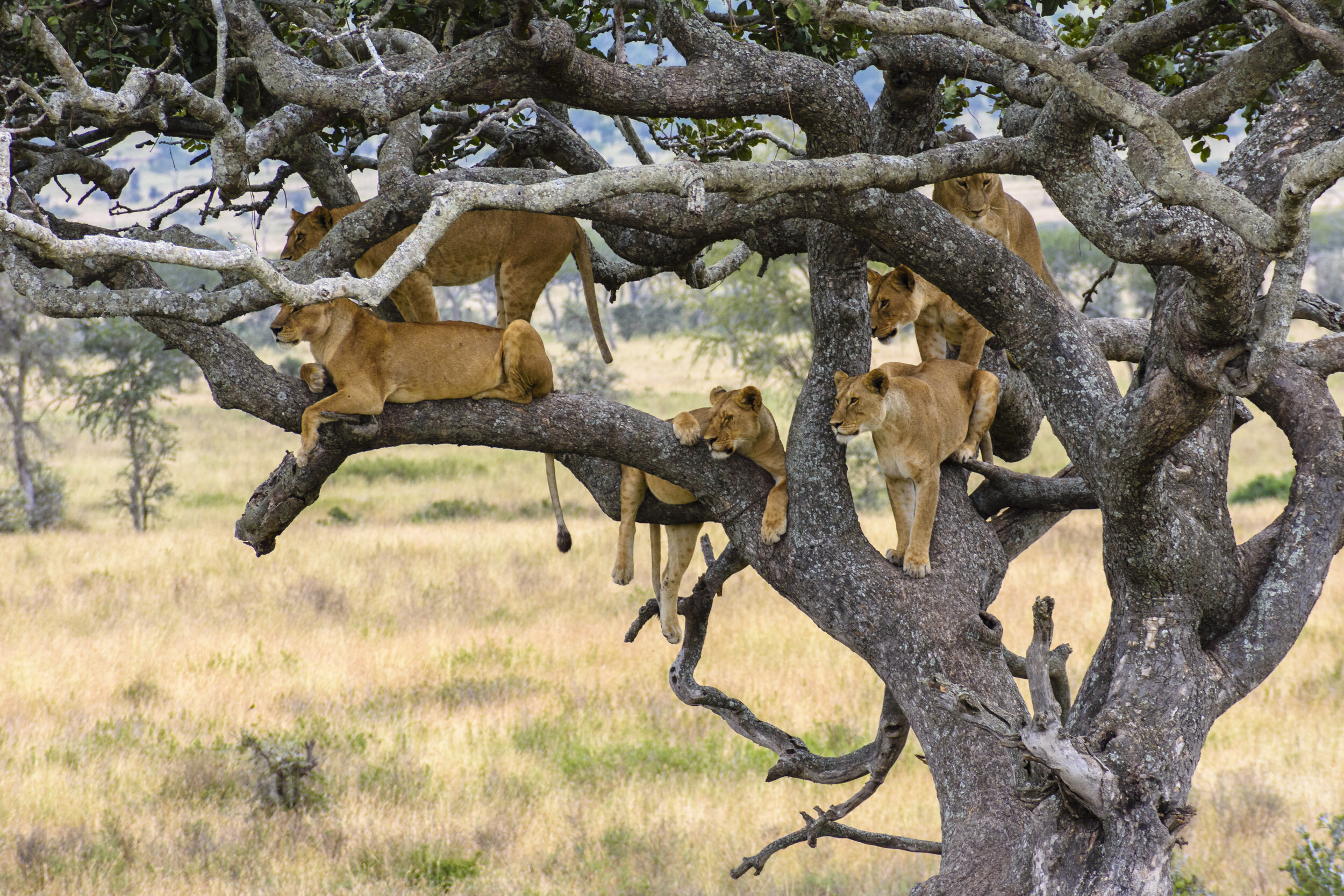 Just as they settled down comfortably, a young Buffalo wandered away from it’s herd and close to their tree. As one, all the Lionesses converged with singular focus and intent - thoughts of restful repose discarded.