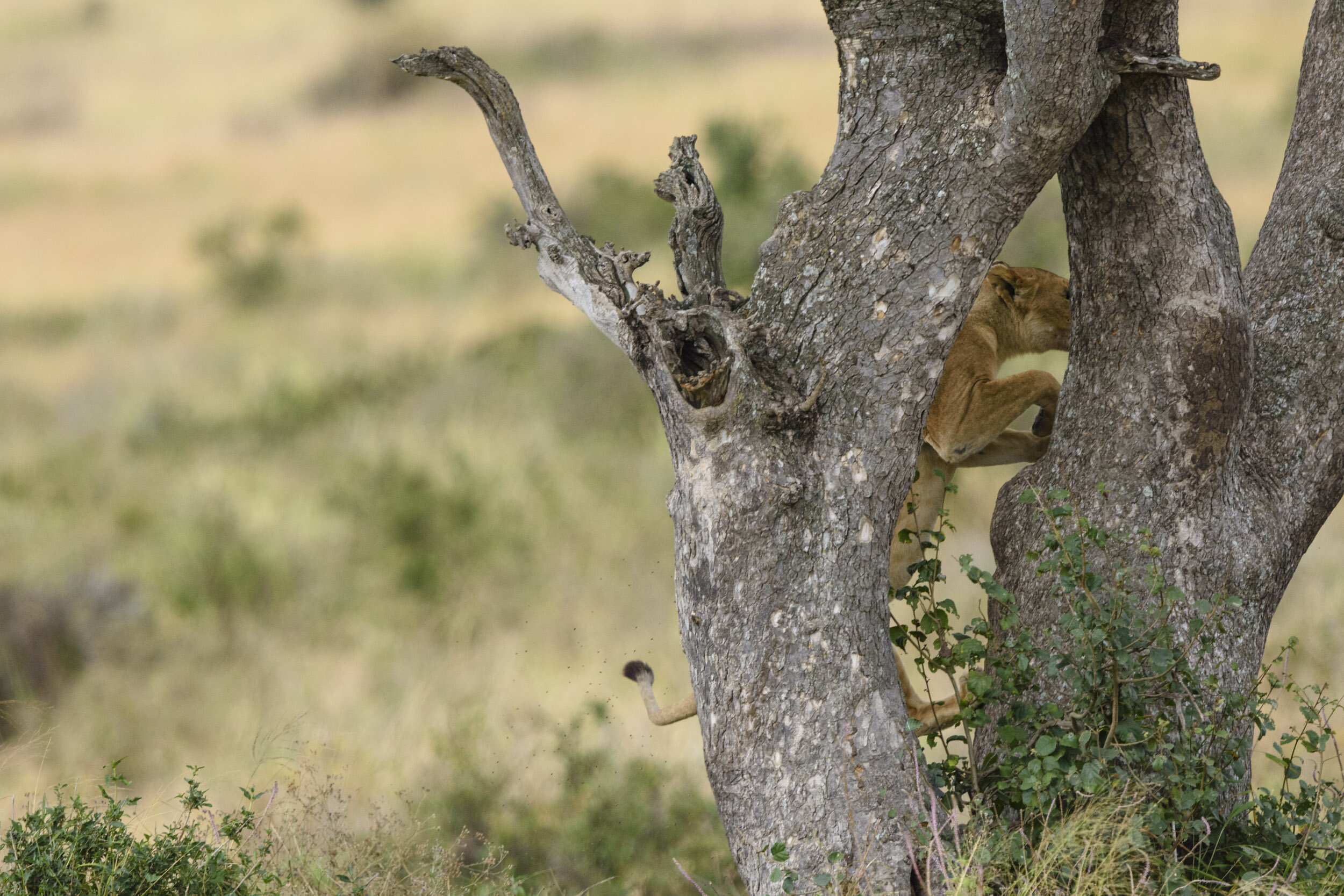She circled around the Acacia before finally making the leap onto the fork of the main trunk