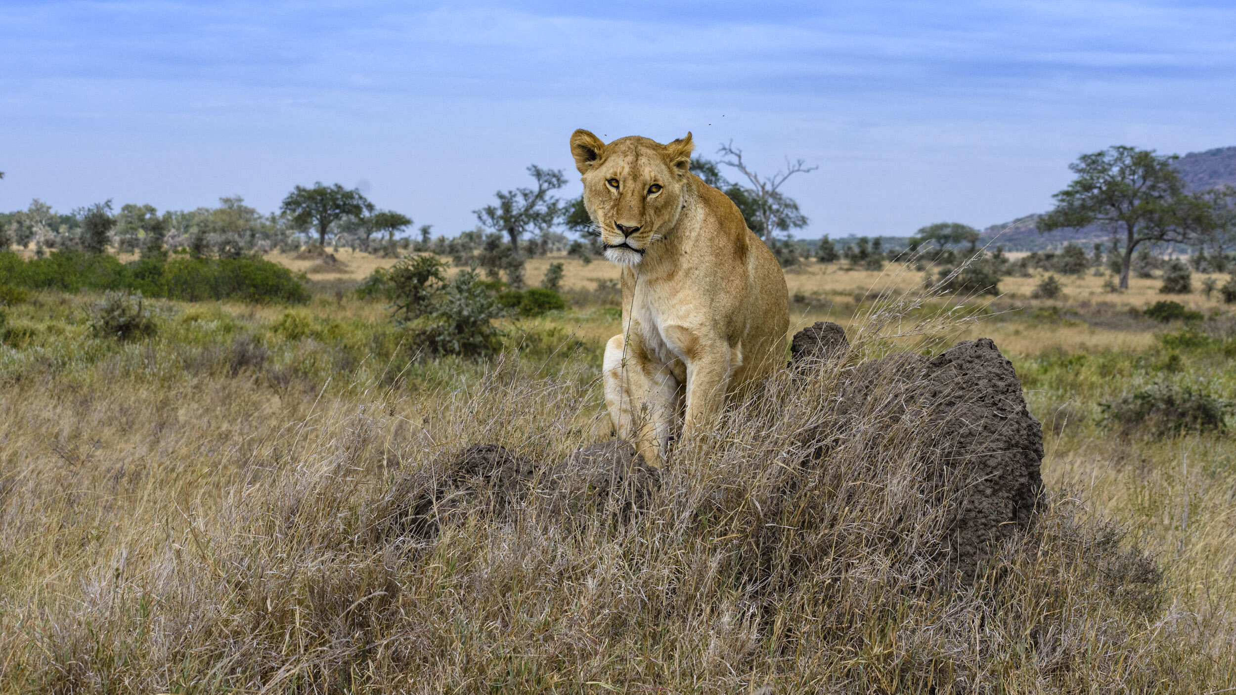Then the Lioness slowly climbed the termite mount right in front of us. From her high throne, she gave us a cursory glance before collapsing onto her side