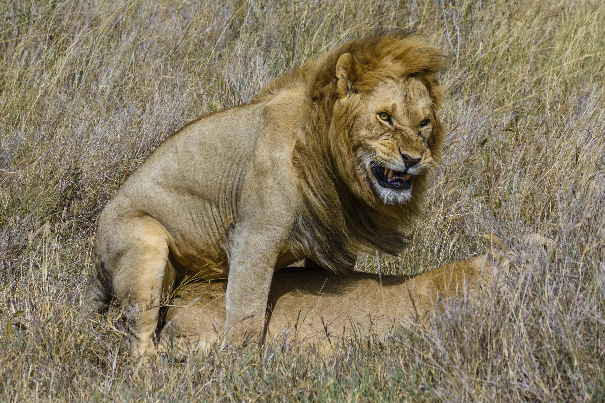 Male Lions have spines on their penis to cause slight trauma to the vagina upon withdrawal. The resulting pain triggers ovulation and all the snarling!