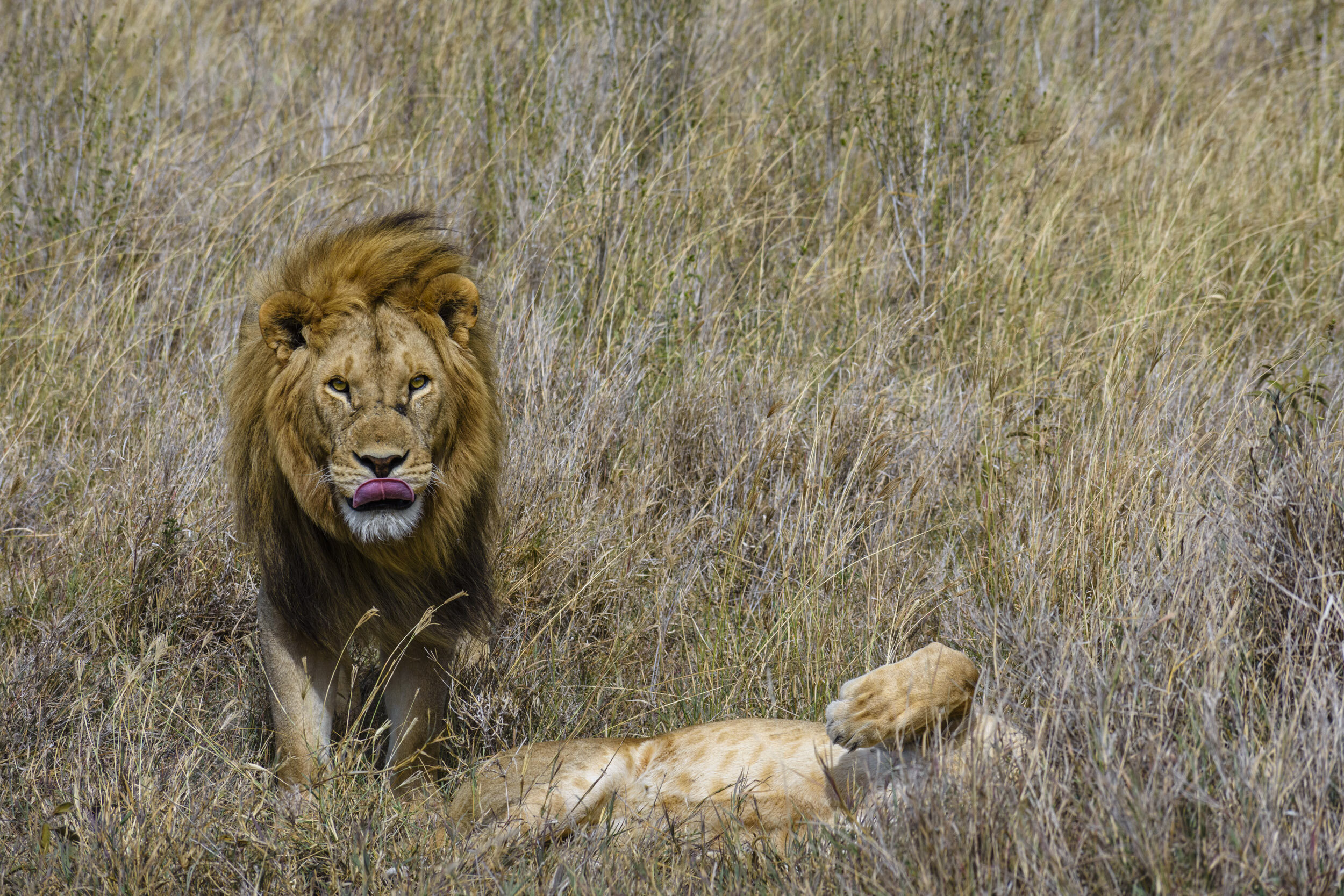 A lioness mates up to 100 times per day with an average interval of 17 minutes (range 4 – 148), each mating lasting for 21 seconds (range 8 – 68) - He looks pleased with himself, doesn’t he?