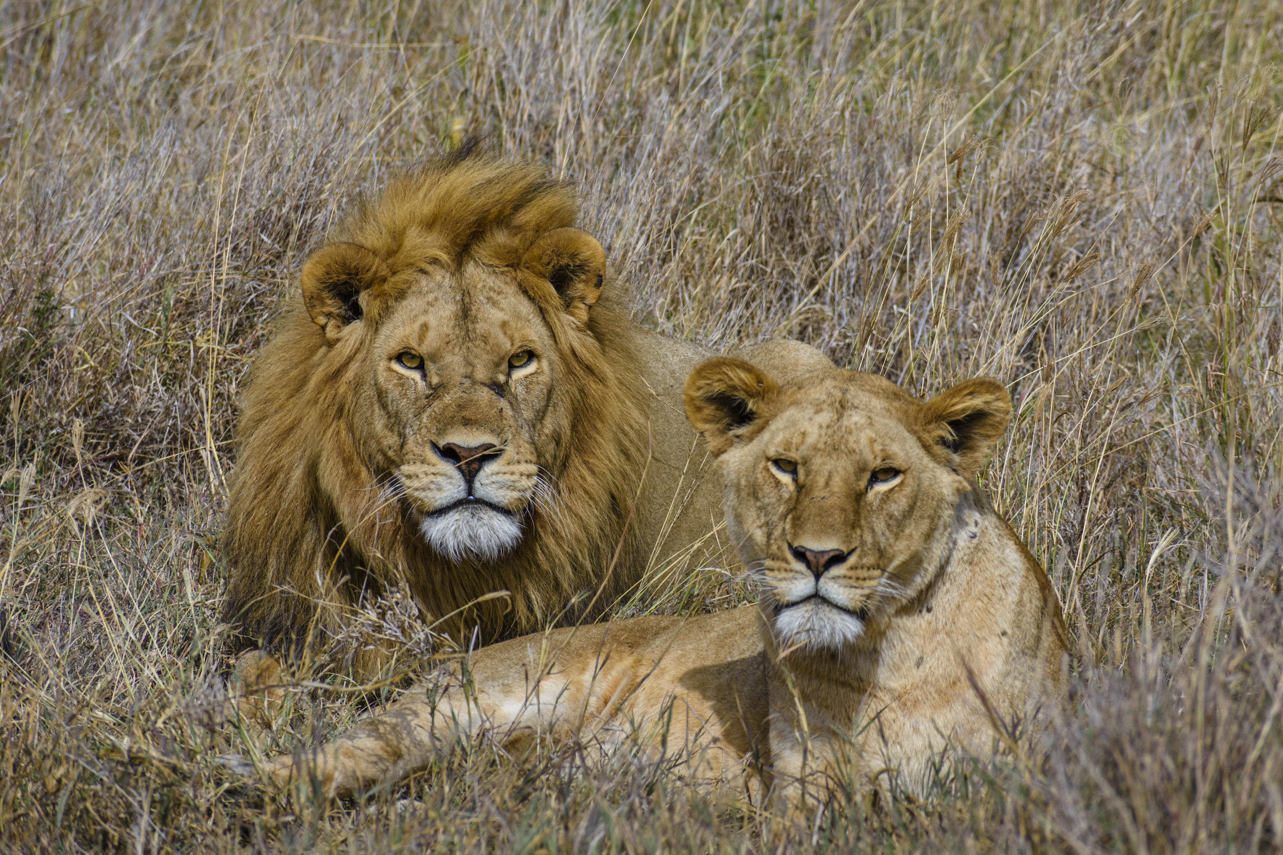 Regal couple - they’re going to make some really good looking kids.