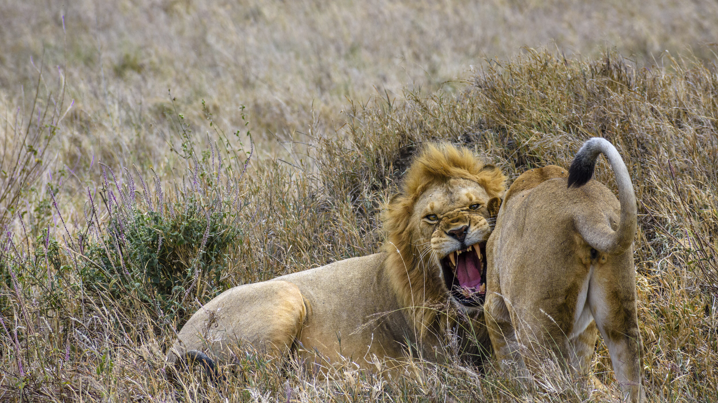 The Lioness tried to entice the male prematurely and was rebuffed in no uncertain terms.