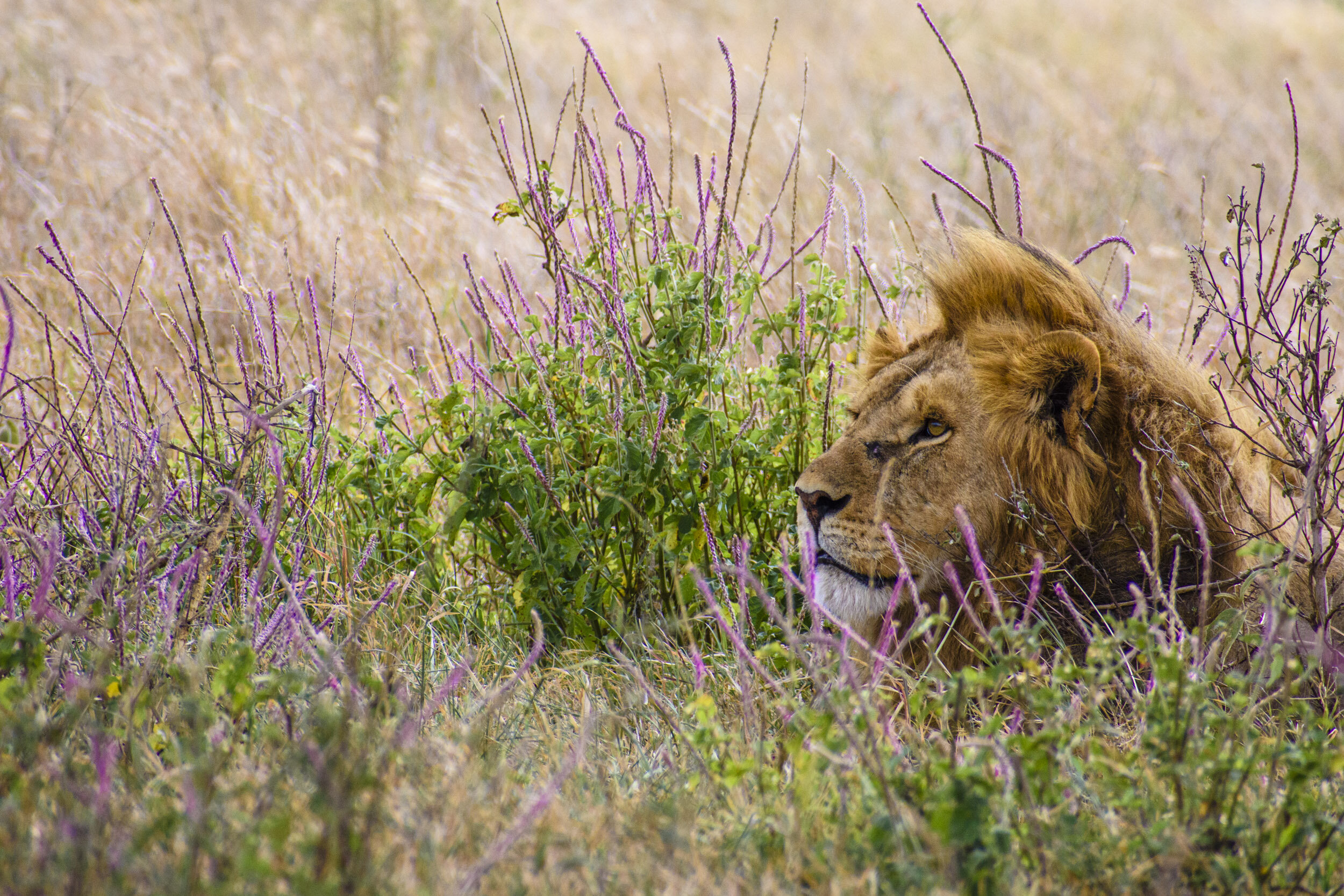 He found a particularly photogenic spot to lie down in, framed by lavender flowers.