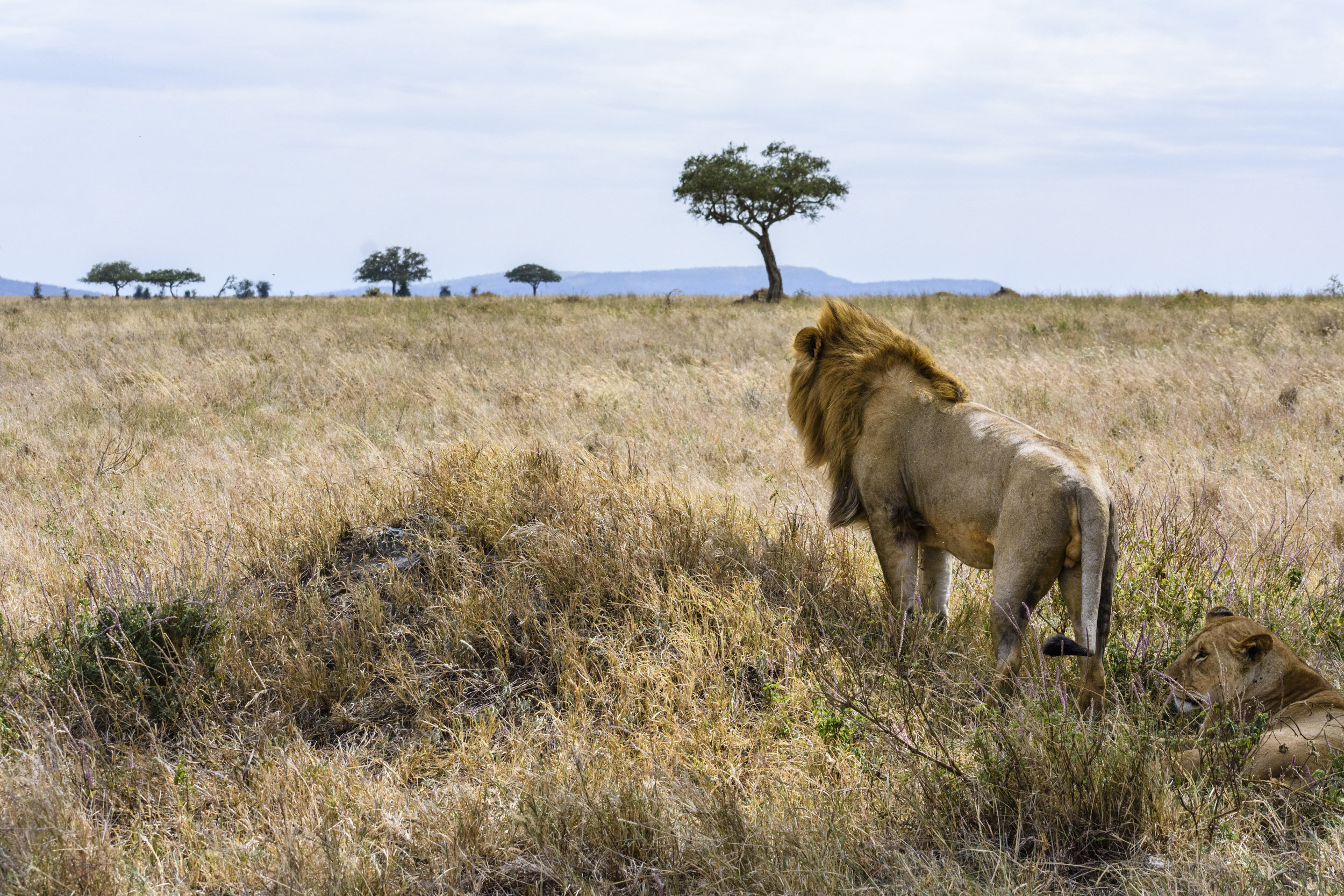 Instead, the Lion seemed like he wanted a break and some space.