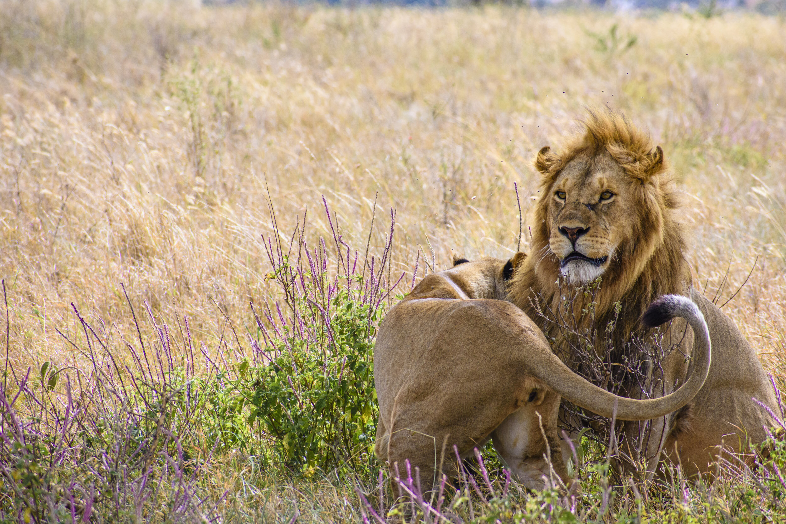 The Lioness gave him his space for a bit, but before long, she was back. And this time, he didn’t seem to mind.