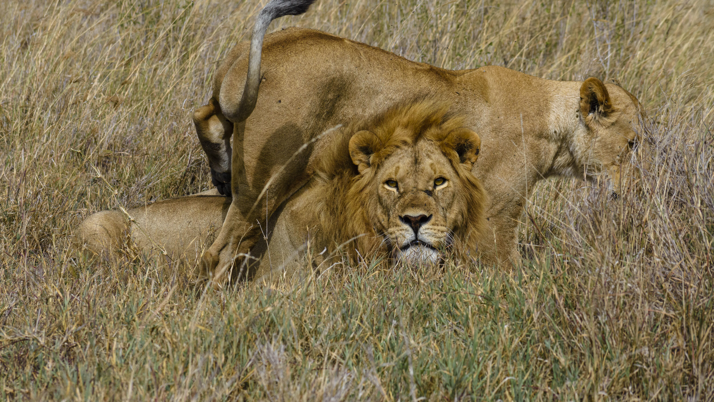 While the Lion still watched us suspiciously, the Lioness had other ideas. She coyly walked around him, brushing up against him.