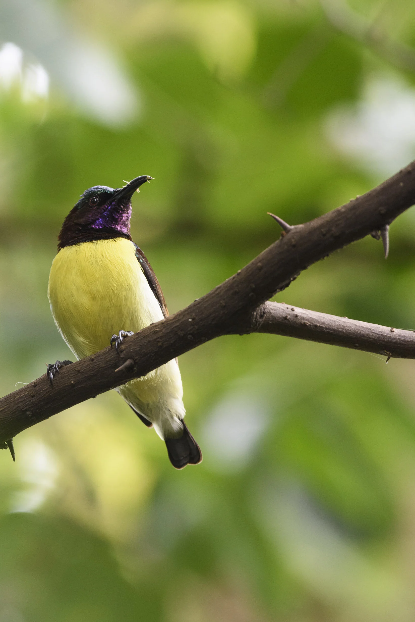  Soon things went back to normal, with the Sunbirds perpetually rushing off to appease the voracious appetites of the thankfully healthy babies. 