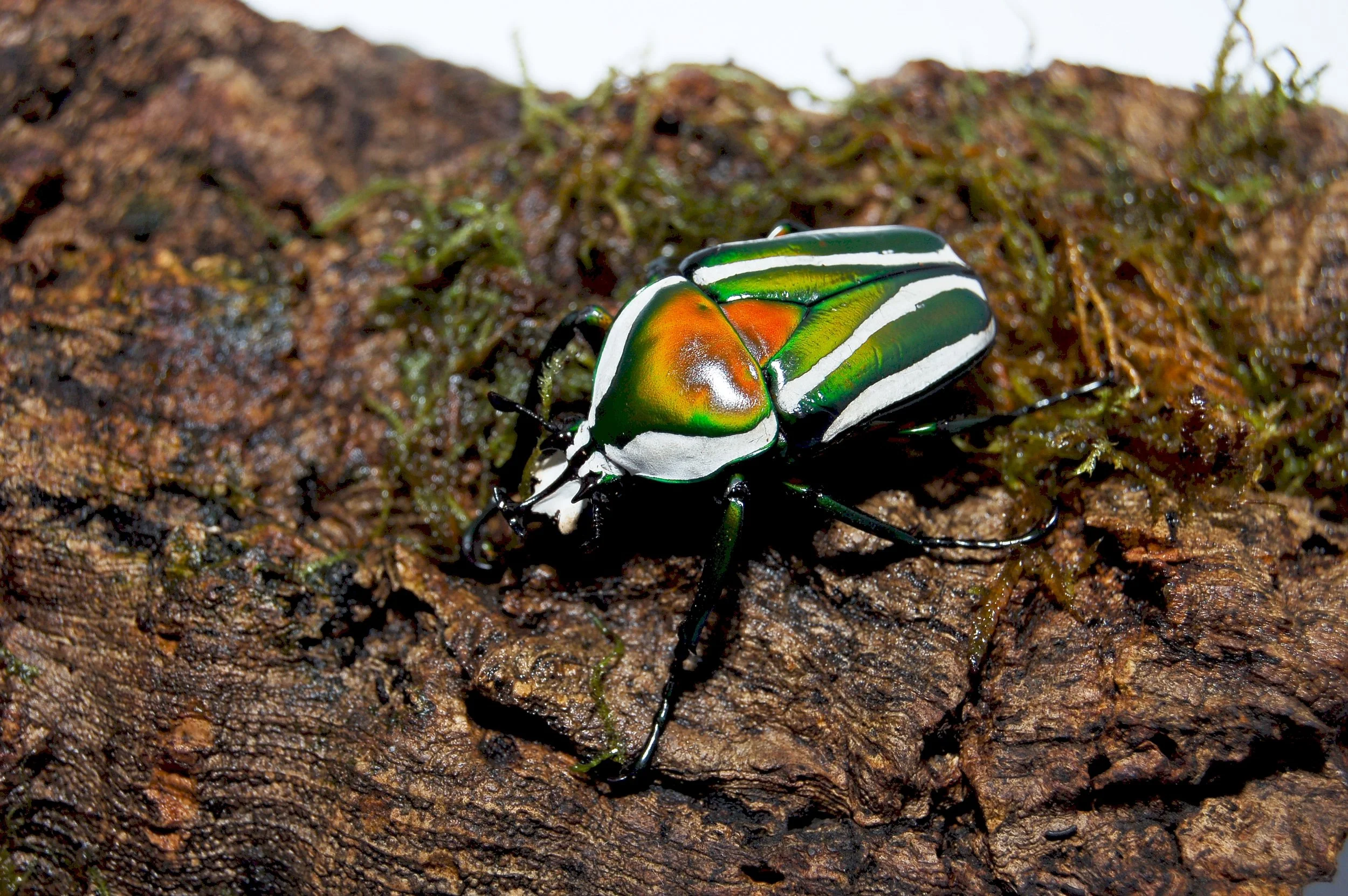 Dicronorhina derbyana derbyana 3.jpg